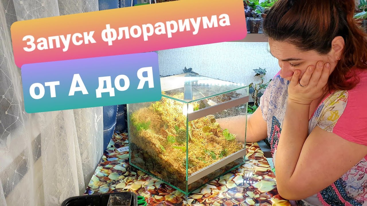 Запуск нового флорариума