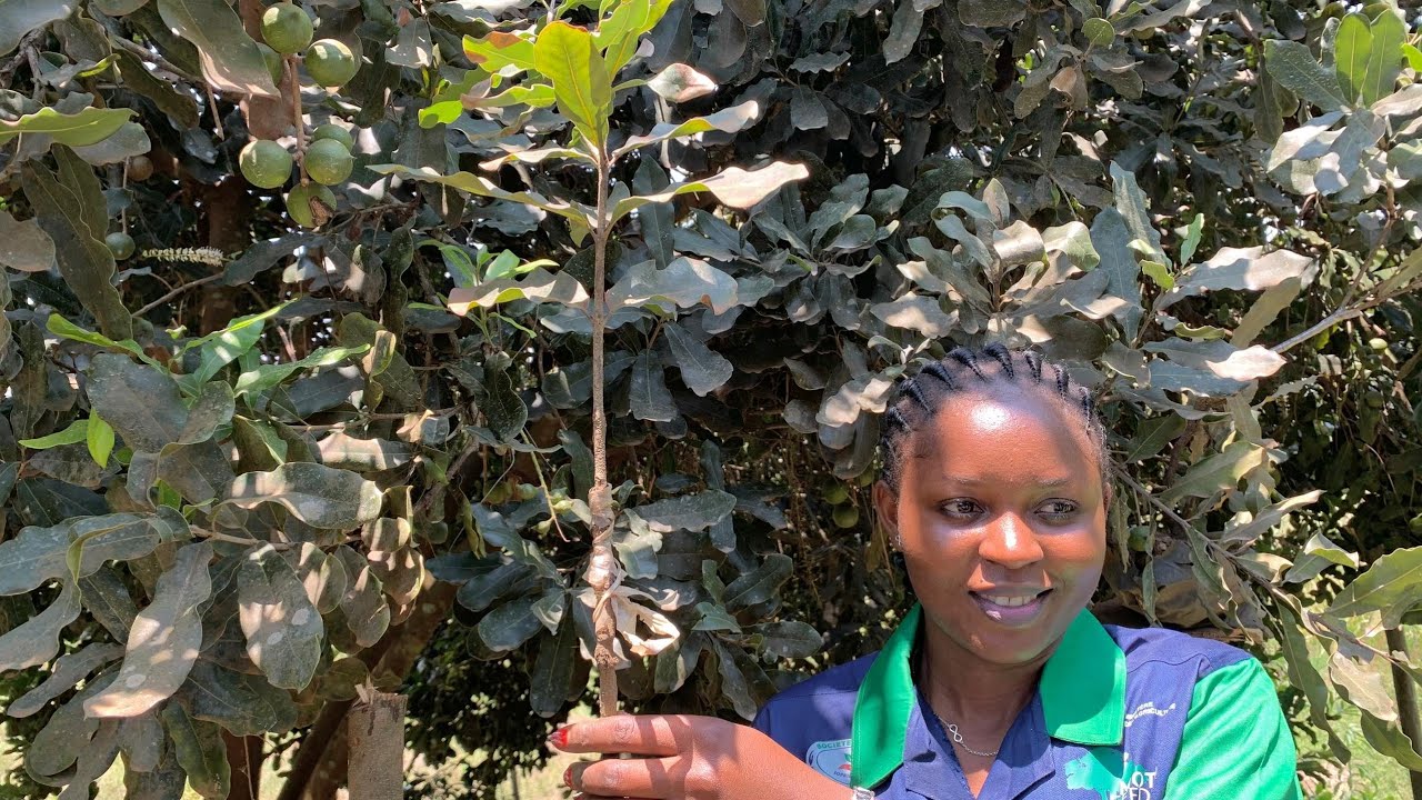 Macadamia farm DRC 