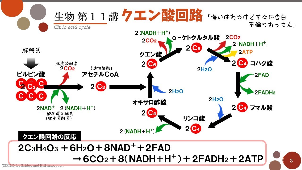【高校生物】第11講「クエン酸回路」