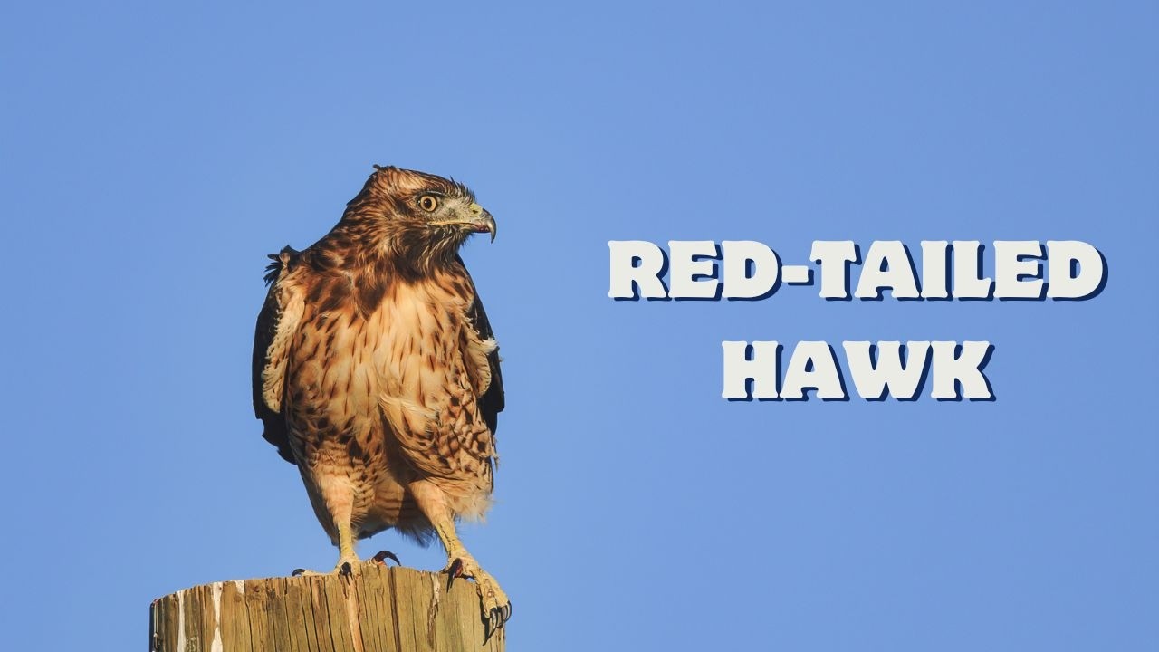 The Real Red Tailed Hawk Call – Listen to Its Iconic Screech! 🦅🔊