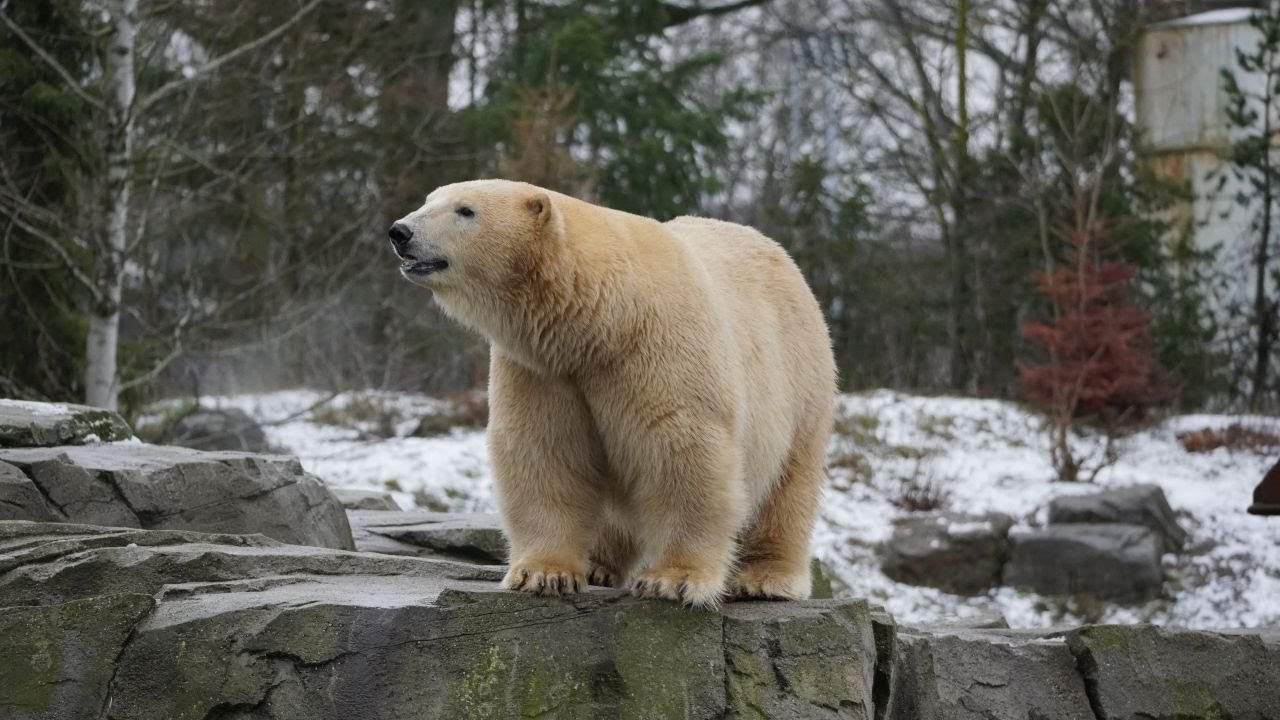 Eisbären Nana und Milana toben im Erlebnis-Zoo Hannover im Schnee