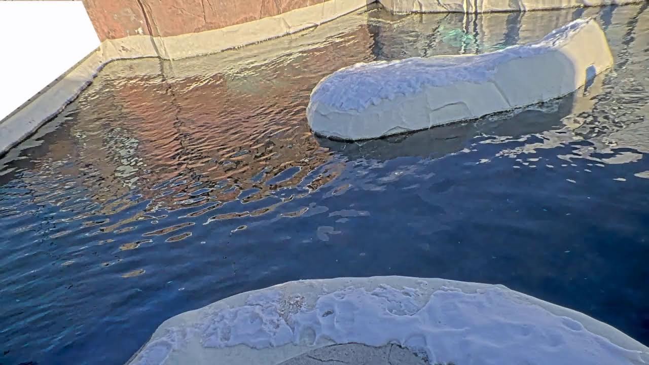 Sea Otters Live