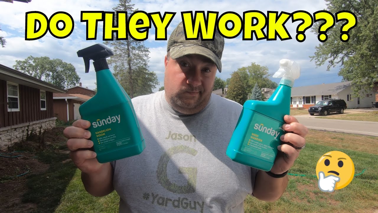 Sunday Lawn Care Weed Warrior and Dandelion Doom Review | BEFORE and AFTER results!