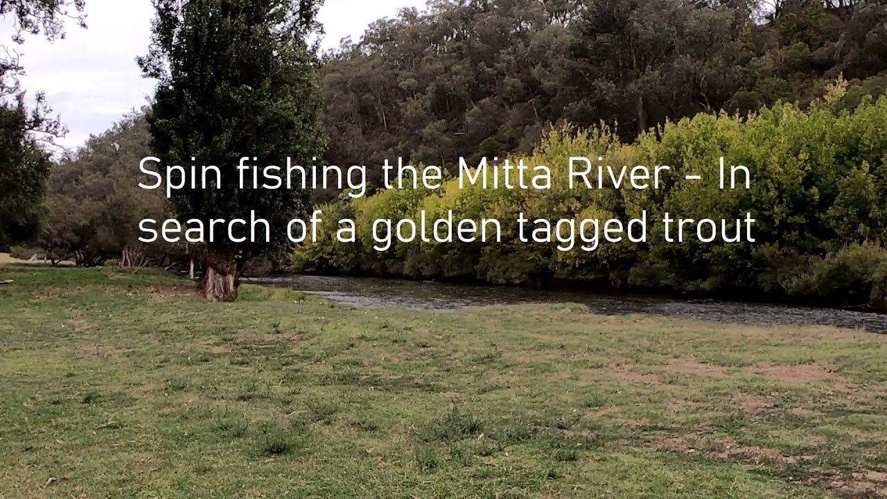 Spin fishing the Mitta River - in search of a golden tagged trout