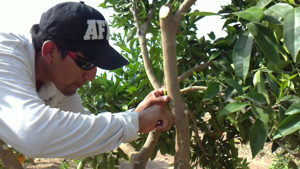 como  injertar  citricos finca lo romero Murcia - España.MP4