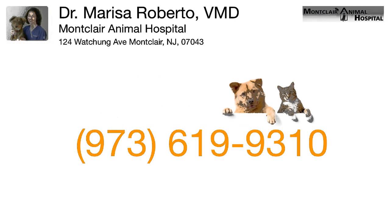 Dr. Marisa Roberto, VMD - (973) 619-9310 - Montclair, NJ 07043