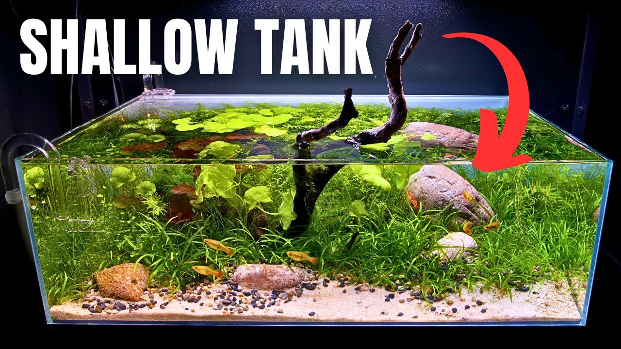 I MADE A SHALLOW AQUARIUM FOR BEAUTIFUL PLATIES & DWARF ORANGE CRAYFISH