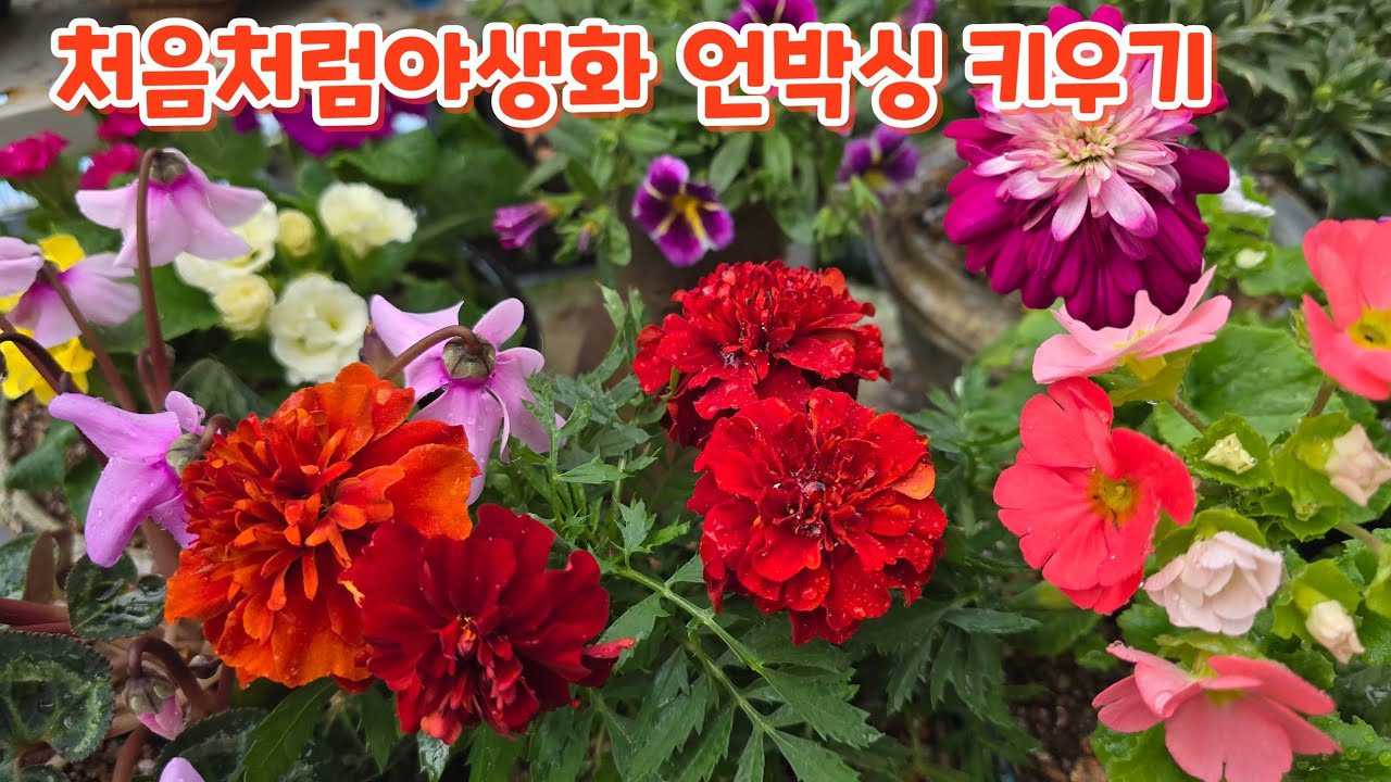#처음처럼야생화 언박싱 #오브코니카앵초 #장미앵초 #칼리브라코아 #목마가렛 #씨클라멘 #은하철쭉 #메리골드 #키우기