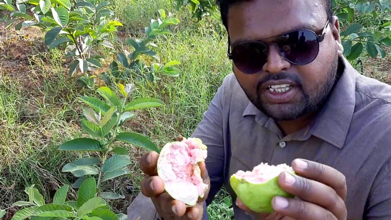 Arka Kiran guava plants plantation & Its Cultivation