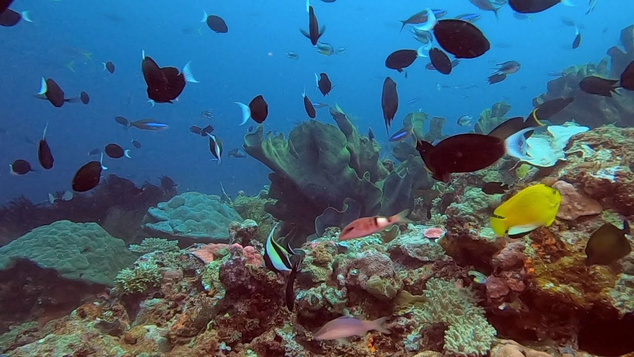 Diving the Solomon Islands