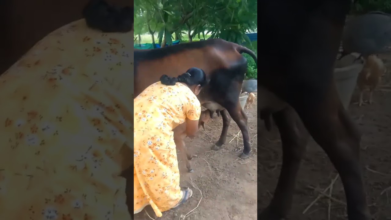 ஈஸியா பால் கறக்கலாம்
