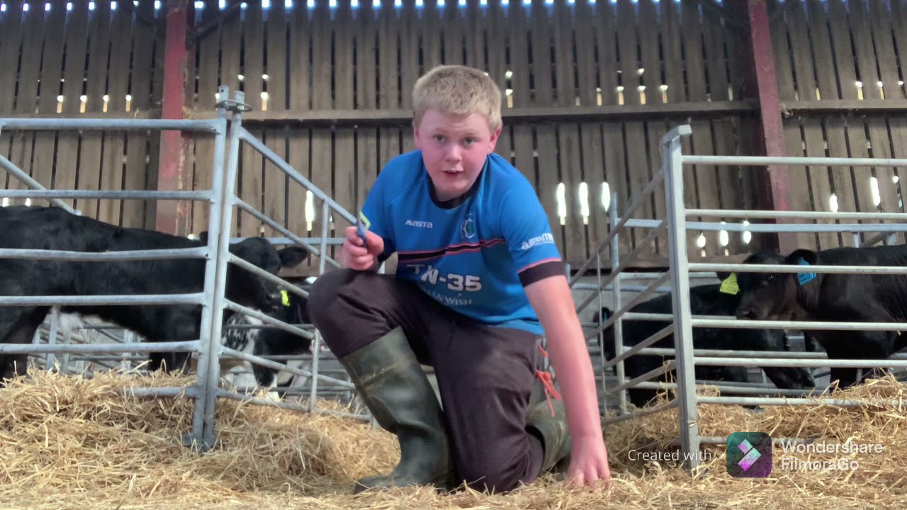 Letting calves out