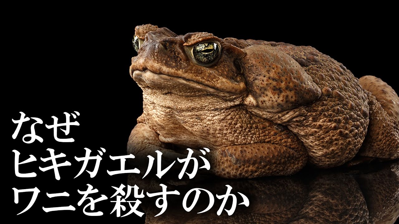 オーストラリアを蹂躙する外来種 オオヒキガエル