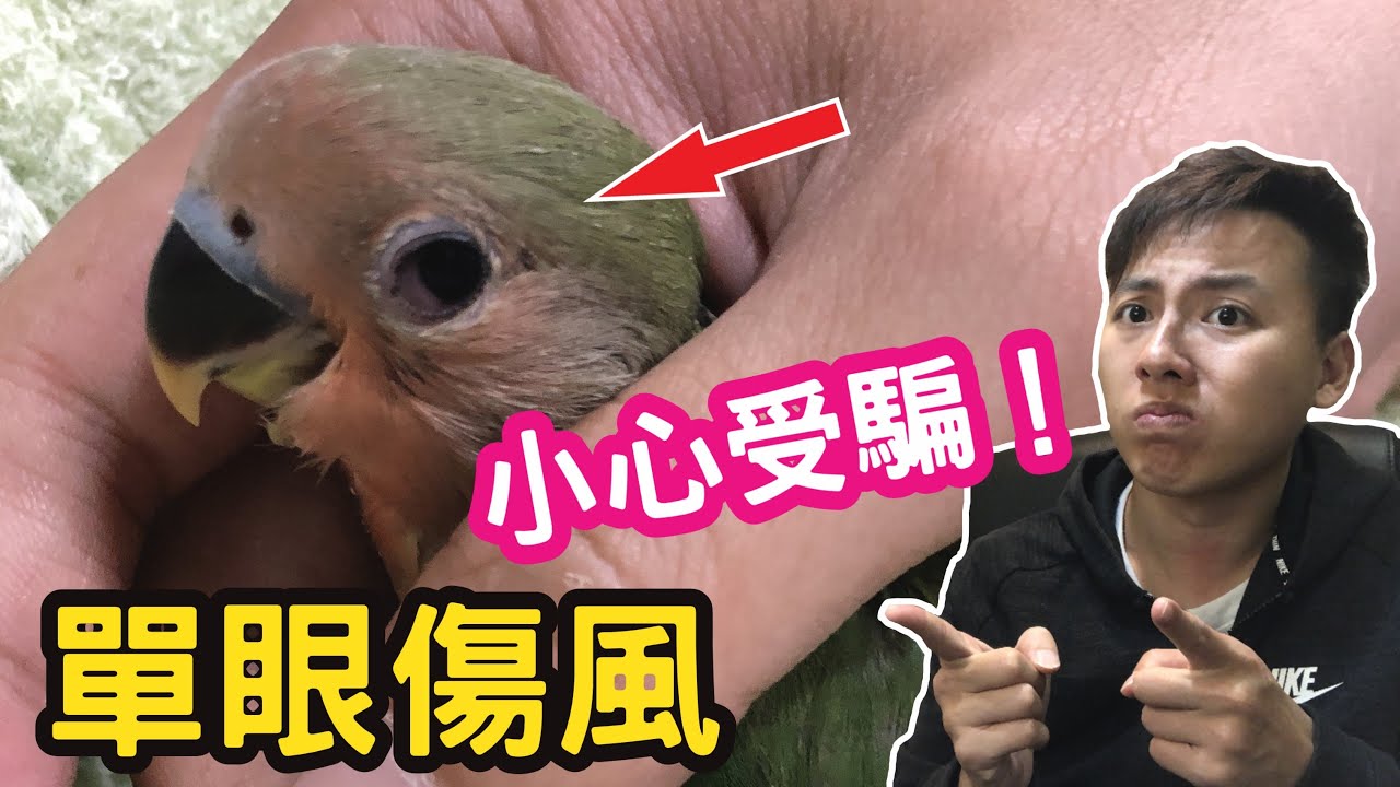 【鸚鵡】鳥類最常見疾病的單眼傷風！揭露黑心鳥店手法！超重要！