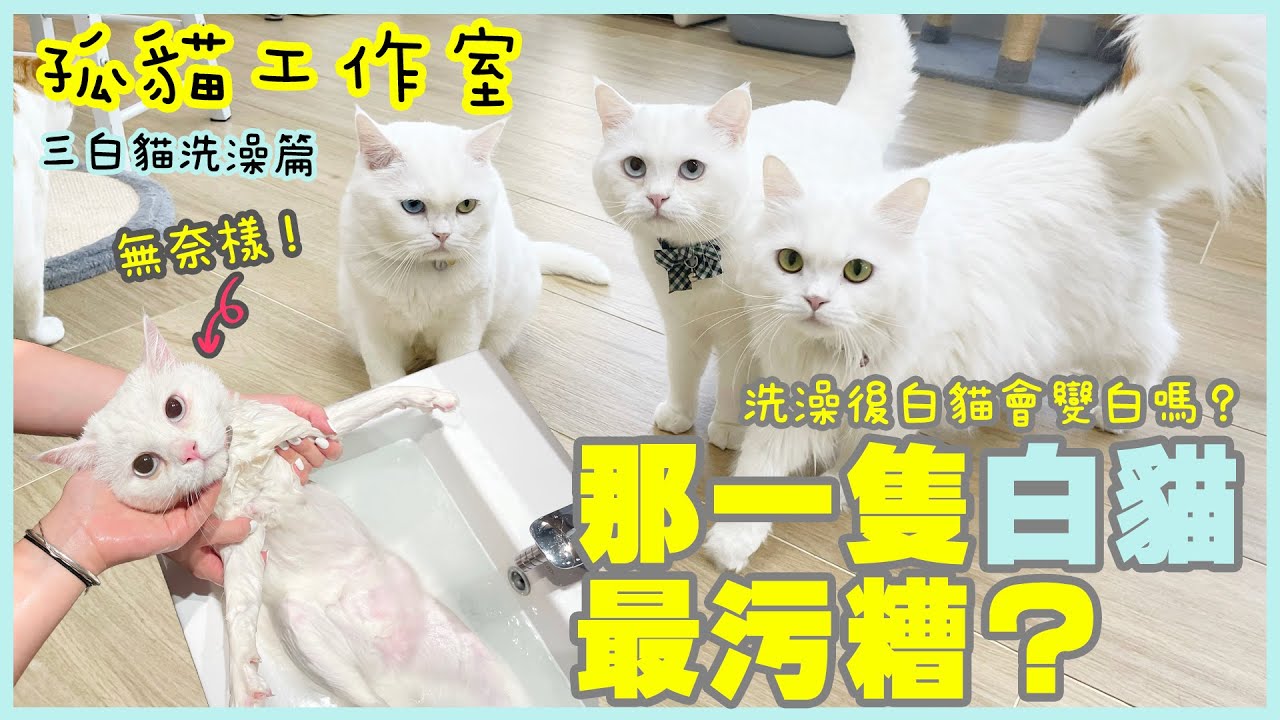 【孤貓工作室】之三白貓洗澡篇-那隻白貓最污糟？(洗澡後白貓會變白嗎？)