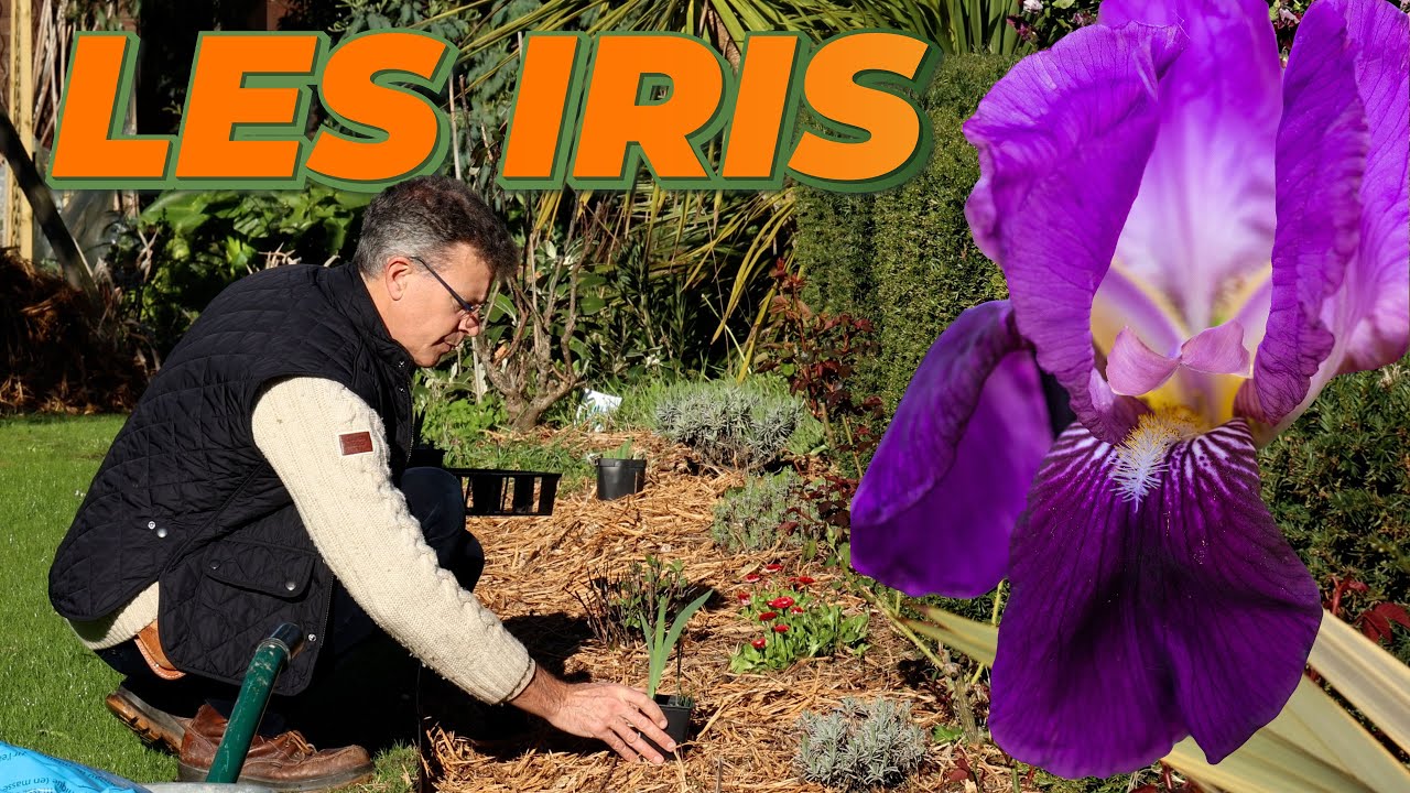 LA PLANTATION D'IRIS DANS NOTRE MIXED BORDER - Que Faire Dans Mon Jardin ? Semaine 14
