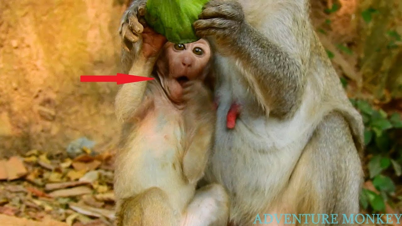 Pity!! Smart Baby monkey Janet cry not sound cos need food/ Why Jane do like this?