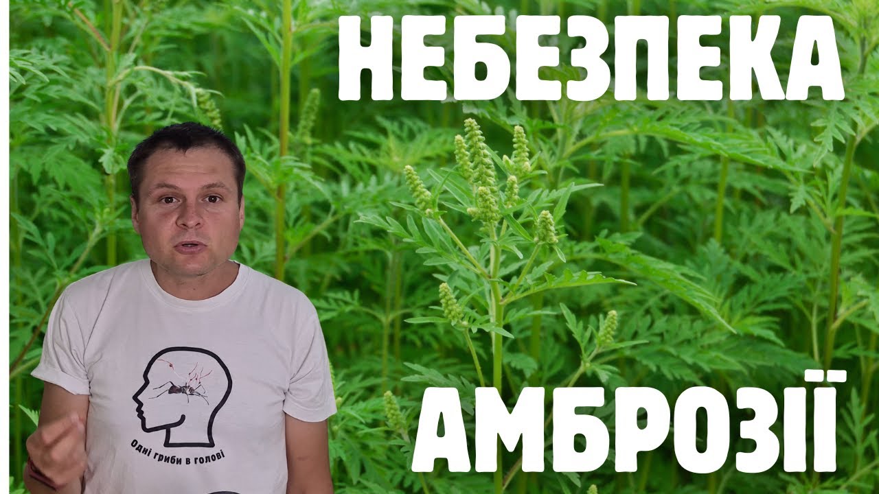 Вторгнення алергенної рослини. Чи можна подолати амброзію?