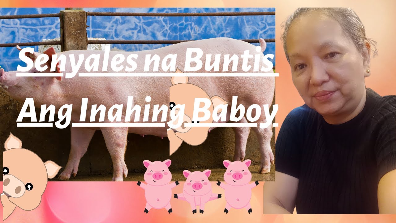 Senyales na buntis na Ang inahing dumalaga||monitoring Ng days of reheat