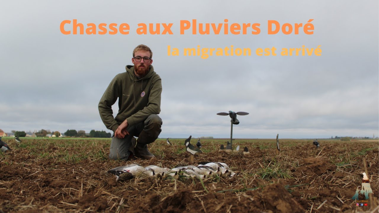 CHASSE aux Pluviers doré | la première sortie est payante