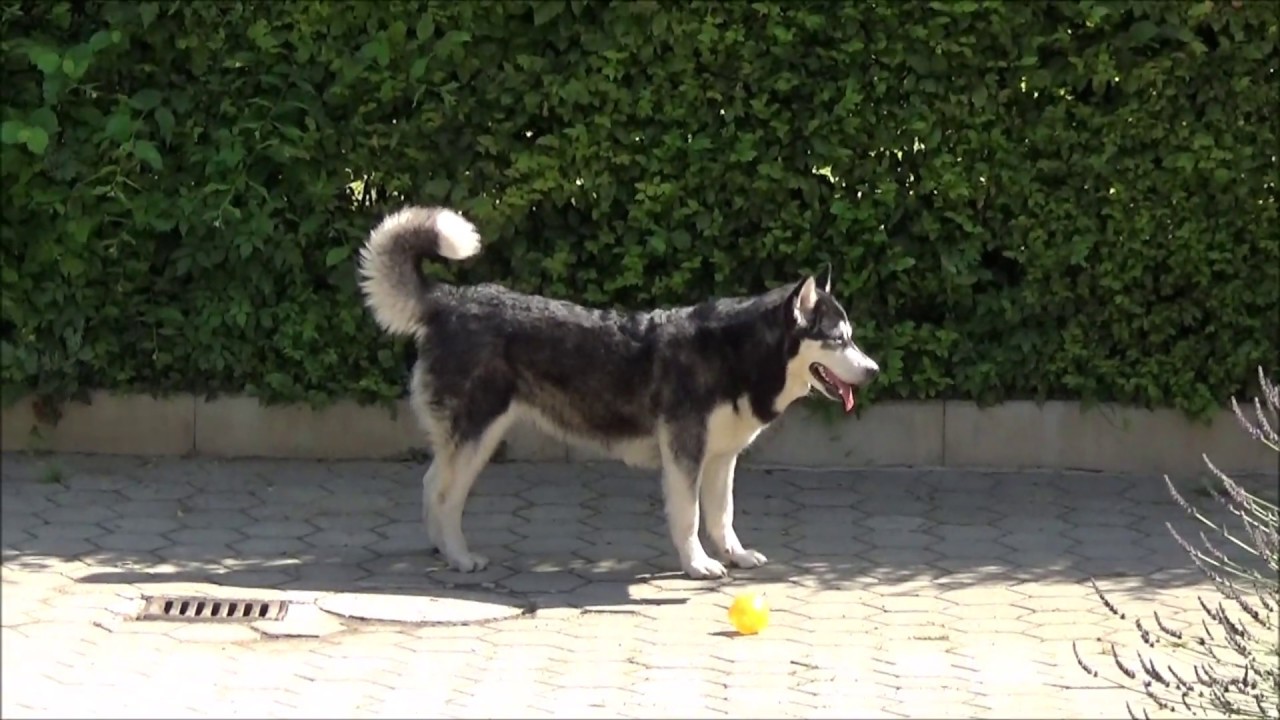 Is Alaskan Malamute a good property guard dog? | Facing the intruder!