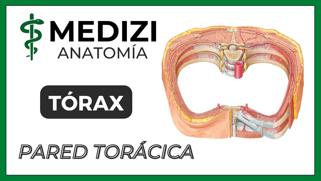 Anatomía del Tórax - Pared torácica