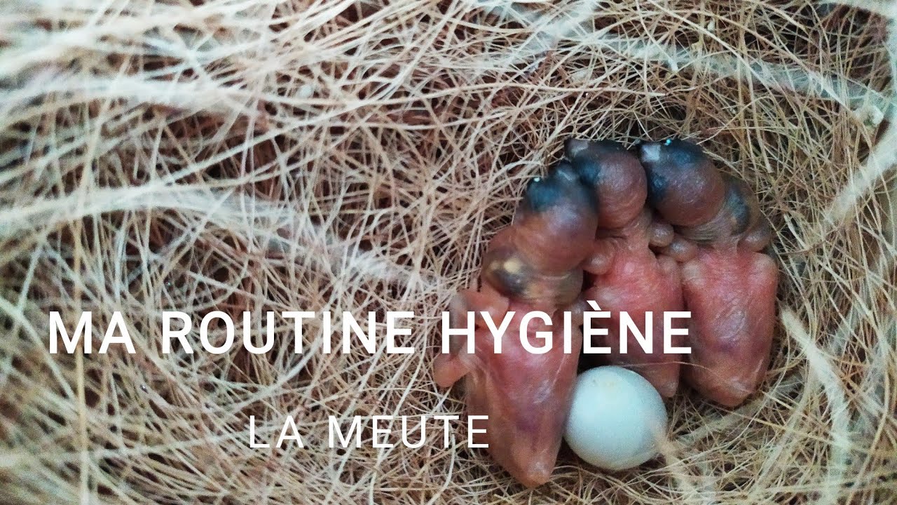 MA ROUTINE HYGIÈNE - Élevage d'Oiseaux Exotiques 🧹🧽🐦
