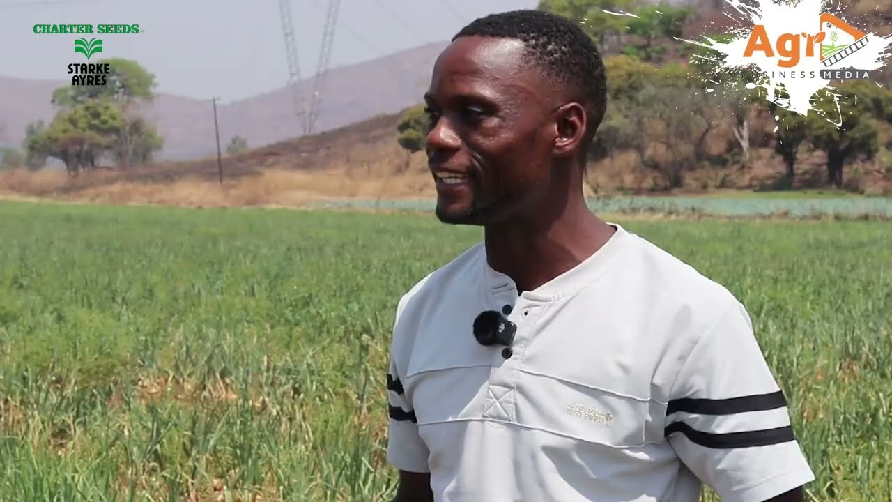 How this farm is producing 7 million onions