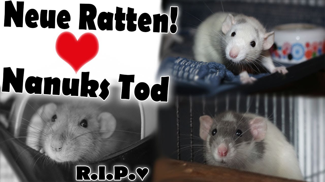 Infos zu Nanuks Tod | Vorstellung der neuen Ratten!