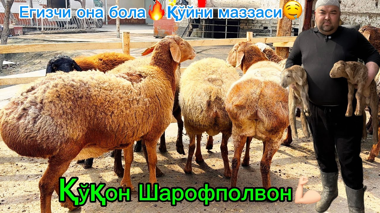 Егизак она бола қўйлар🔥 қўқон Шарофполвон