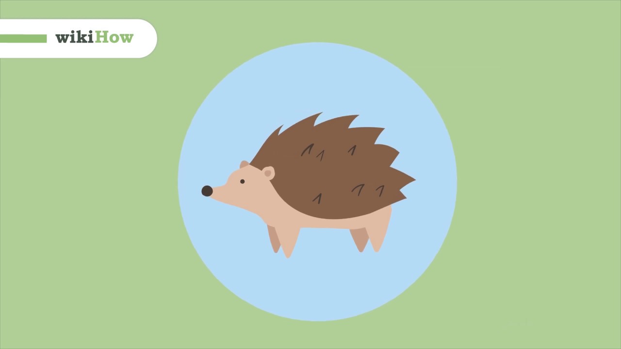 How to Take Care of a Hedgehog