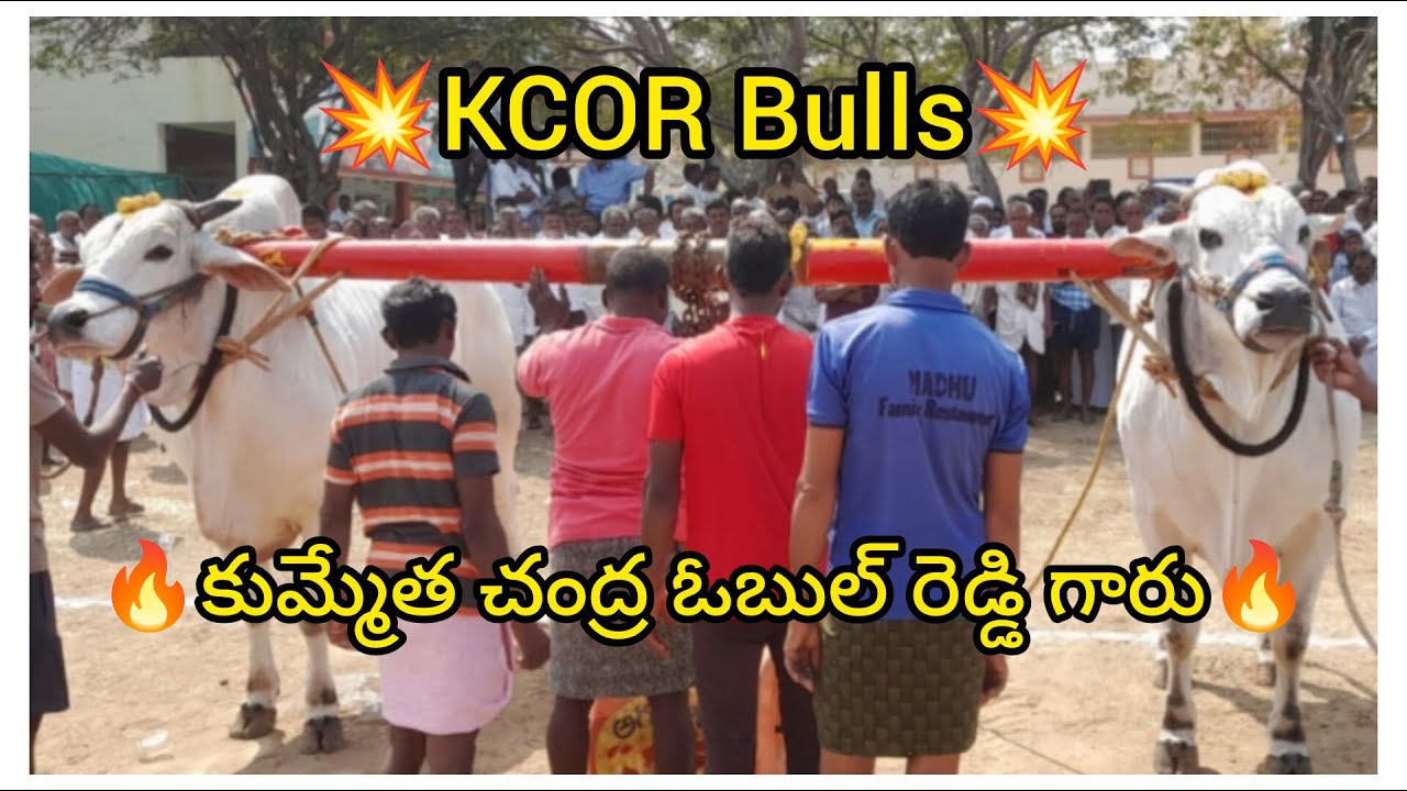 💥🌾యర్రంరెడ్డిపల్లి న్యూ కేటగిరి విభాగానికి 1వ జత KCORకుమ్మేత చంద్ర ఓబుల్ రెడ్డి గారు💥21-02-2026💥