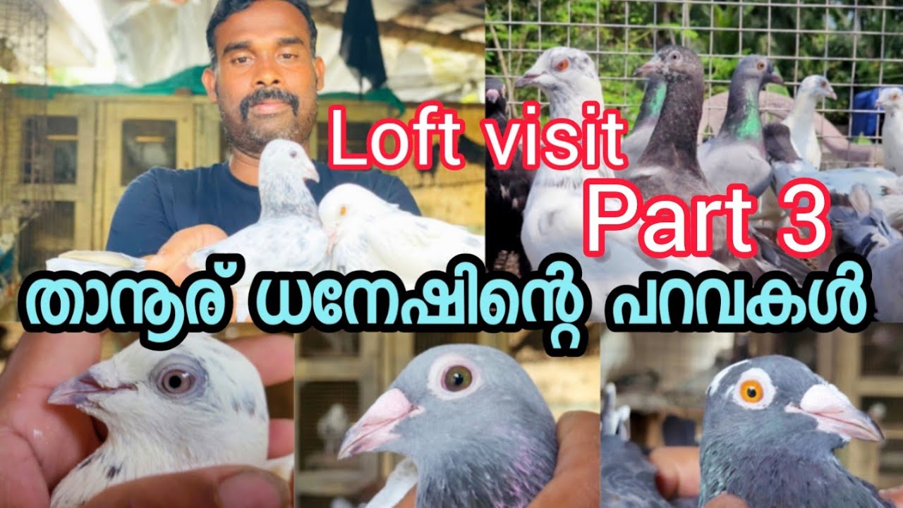 പറവ ലോഫ്‌റ്റ് മലപ്പുറം താനൂര് വിനോദിന്റെ വാനമ്പാടി പറവ ലോഫ്റ്റ് part 3,parava pigeon