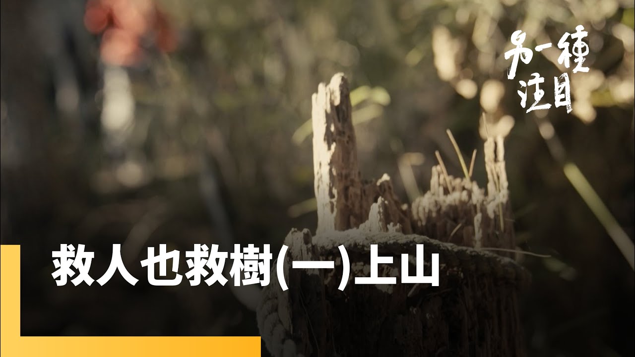 台灣百岳上的架繩奇人　山域搜救員劉燕龍《救人也救樹》｜另一種注目｜#鏡新聞