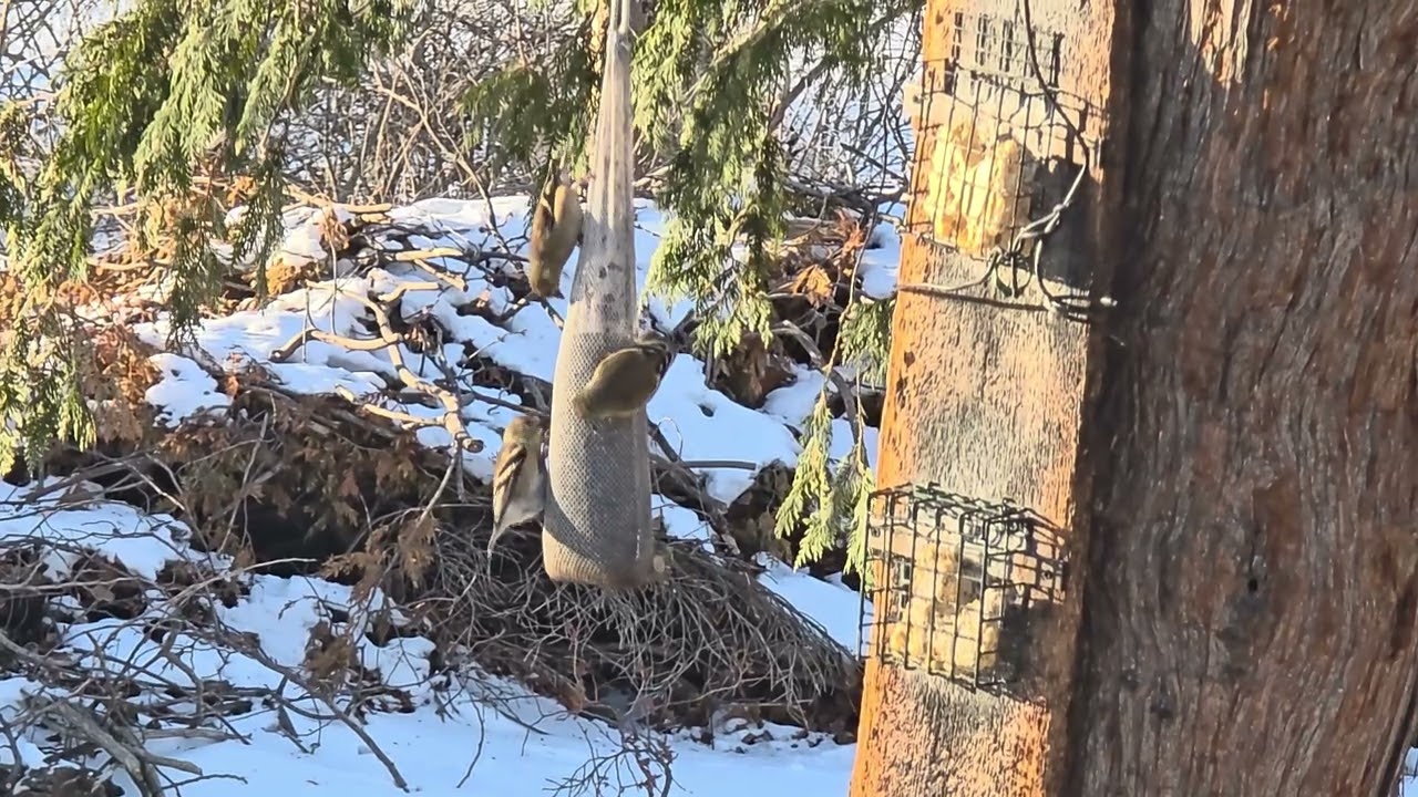 Eating Snow and Other Delicacies 