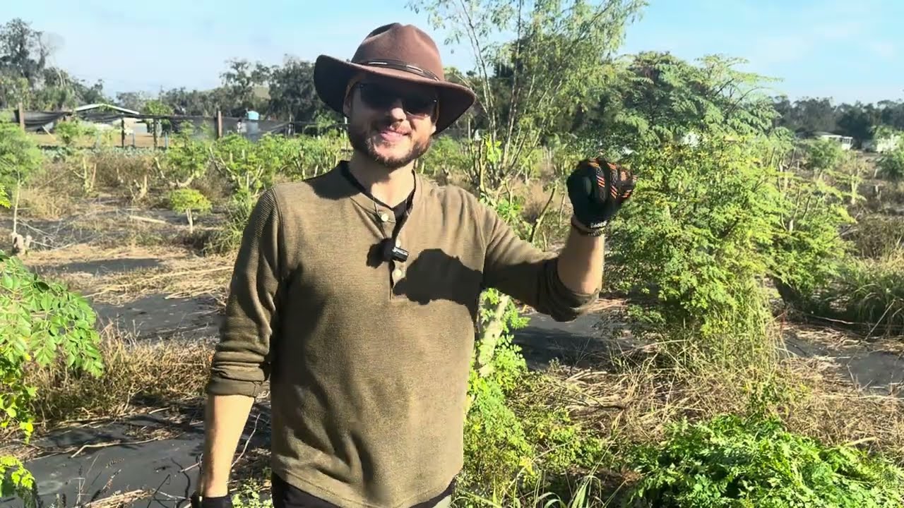 Выращивание моринги в США | Тампа, Флорида