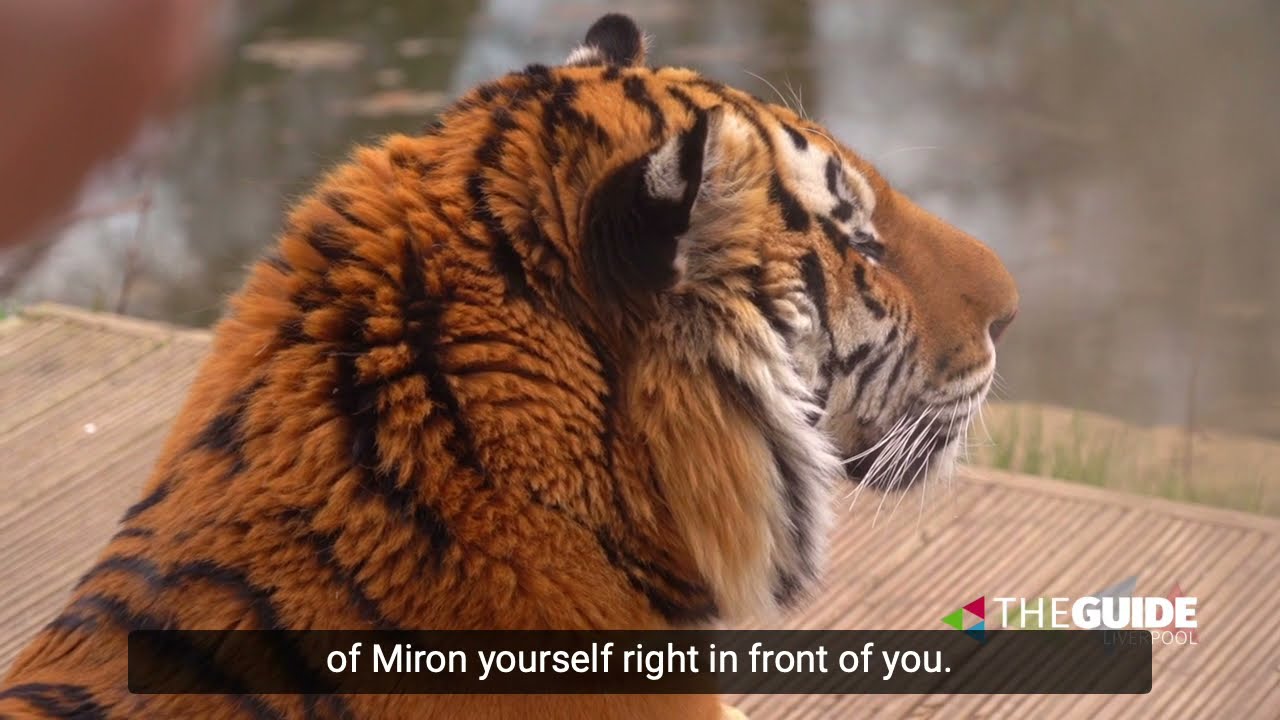 We meet Knowsley Safari's newest resident, Miron the Amur Tiger  The Guide Liverpool