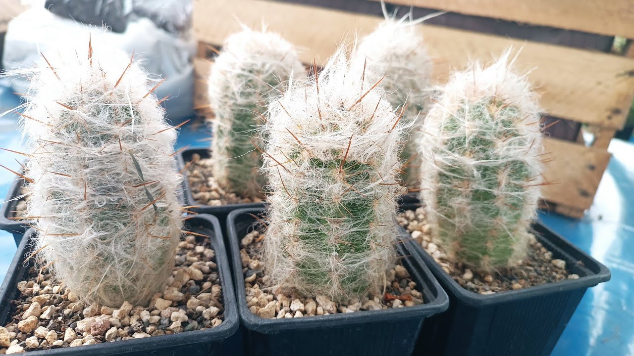 El viejito de la montaña: cactus oreocereus trollii, cuidados y reproducción.