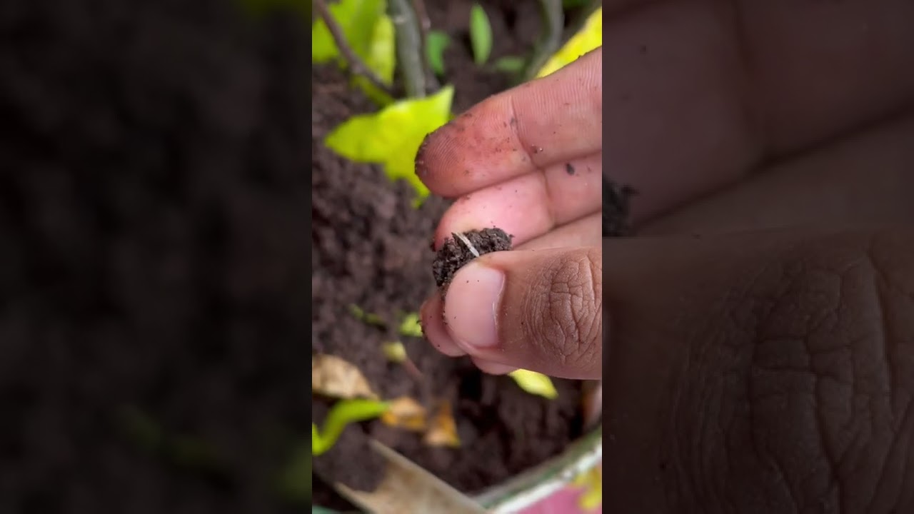 White worms in soil