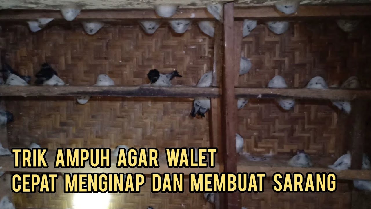 BAGAIMANA TRIK AMPUH AGAR WALET CEPAT MENGINAP DAN MEMBUAT SARANG