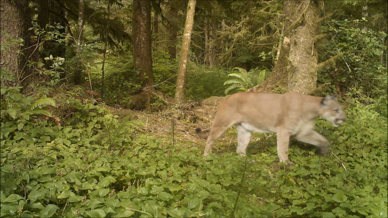Cougar Calls
