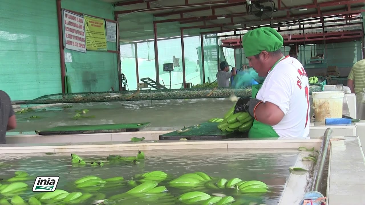 BANANO ORGÁNICO ALTERNATIVA PARA LA EXPORTACIÓN 2020