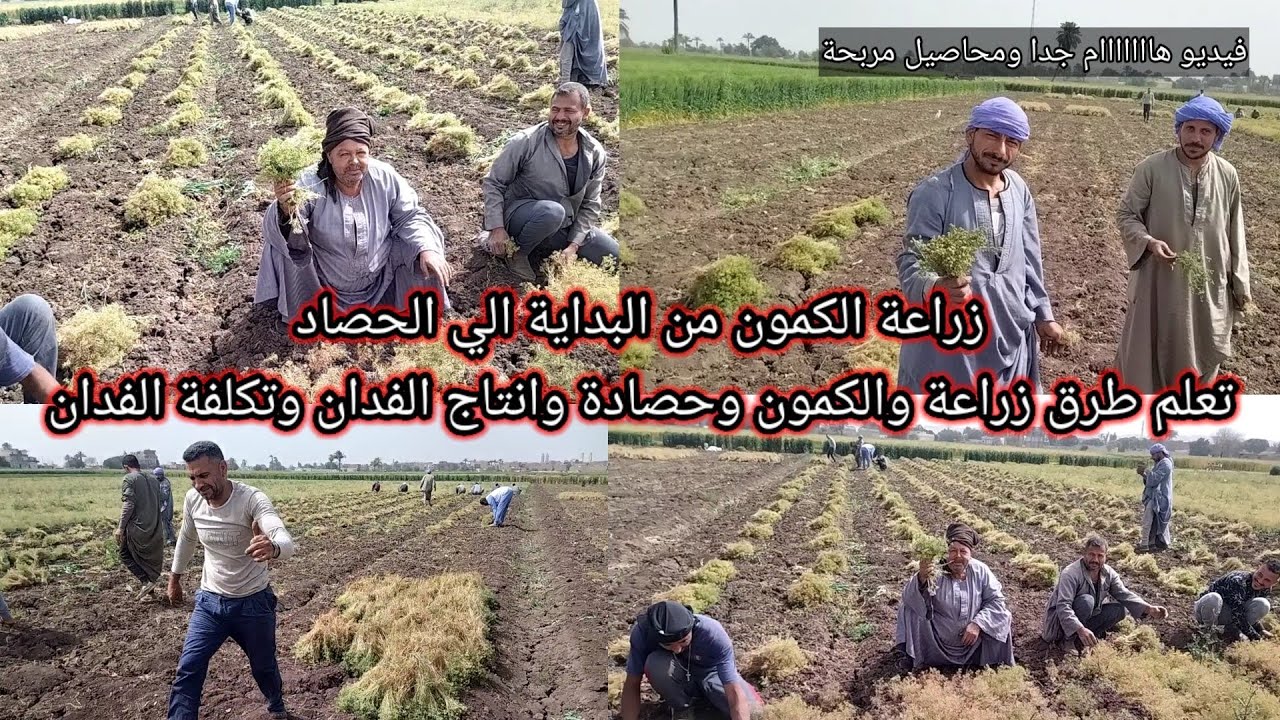 الكمون واسعاره وإنتاج الفدان وتكلفة زراعة الكمون وكيفية الحصاد والجميع معلومات هامة عن زراعة الكمون