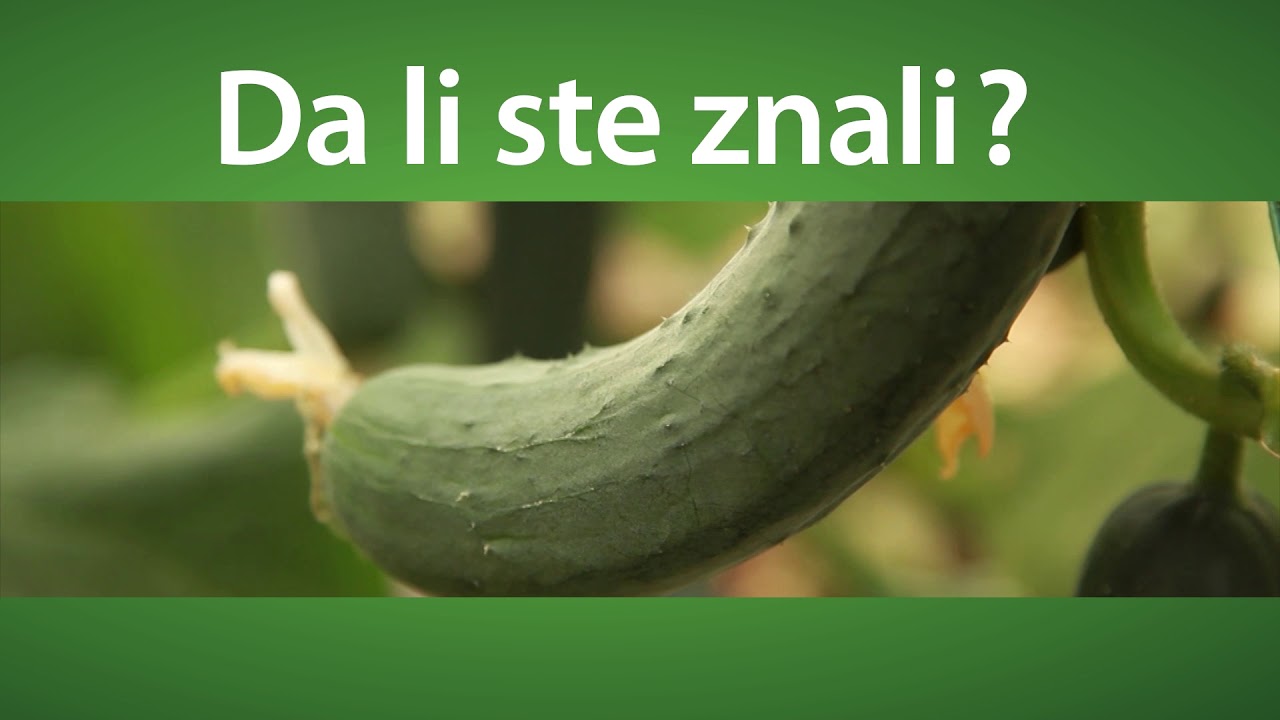 Svet baštovanstva ep.60 26.05.2019. - Gajenje kornišona, jermenski krastavac i njegove prednosti...