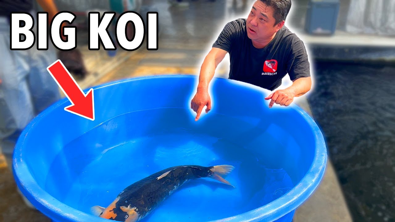 I Was AMAZED by this BIG Koi Fish (BEST KOI BREEDER?)