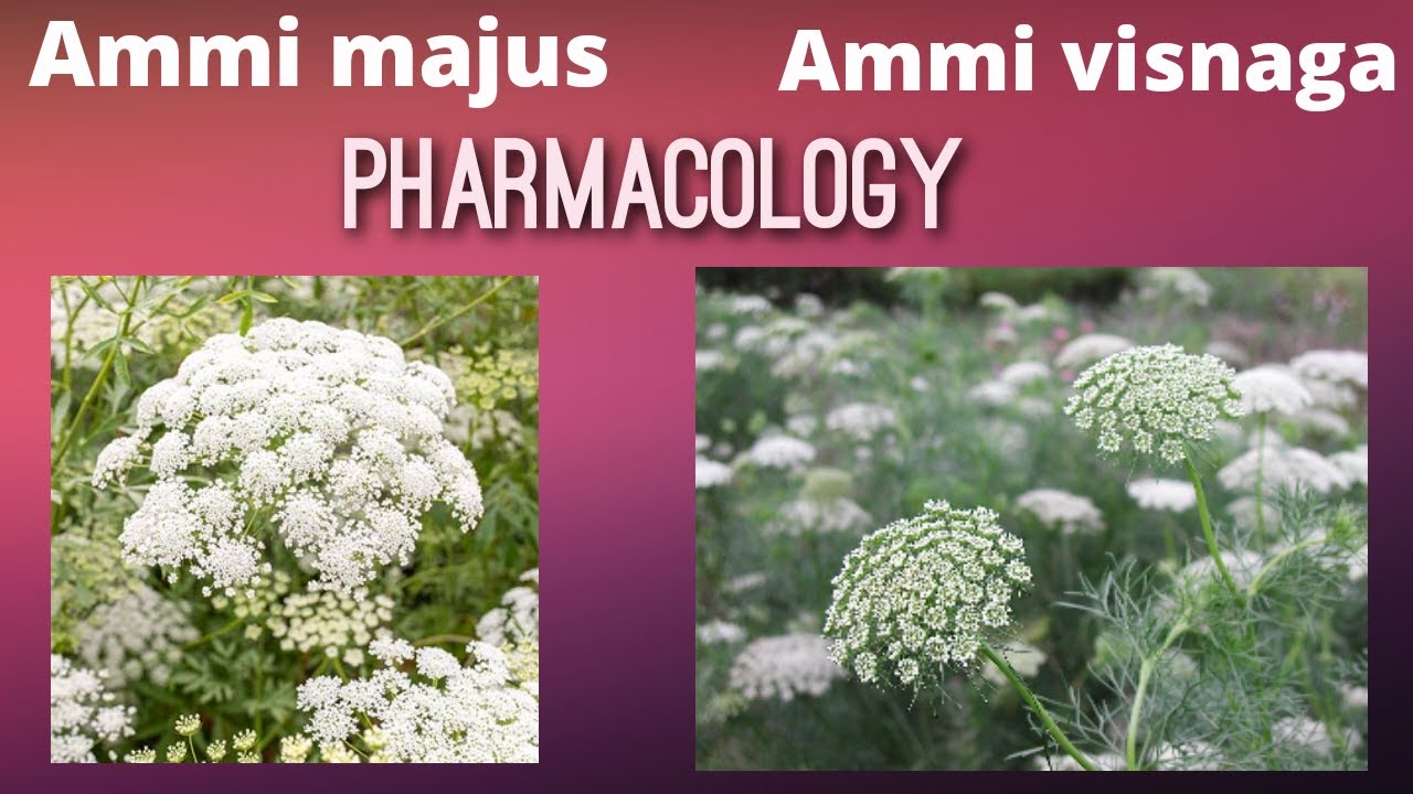 Ammi majus and Ammo visnaga explain in detail including all important pharmacological properties ...