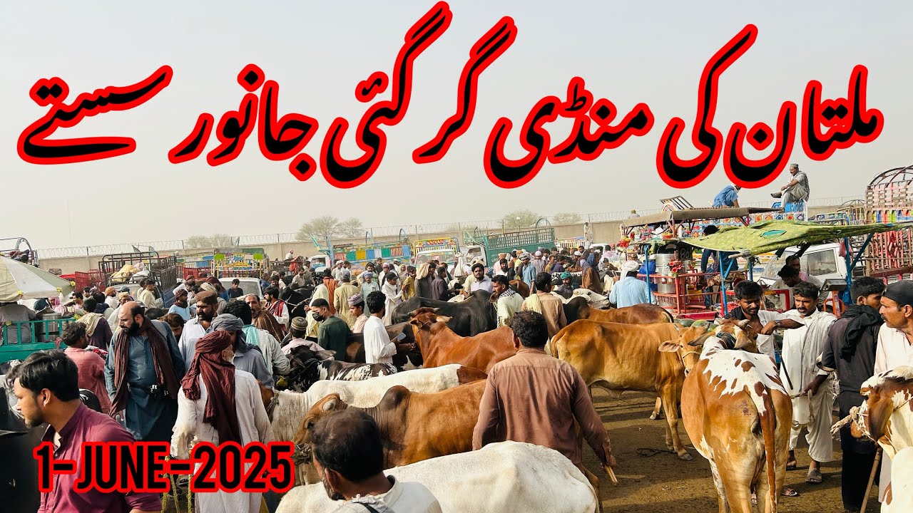 Today Multan Cow Mandi 2025 / Fresh video. Qurbani 2025.