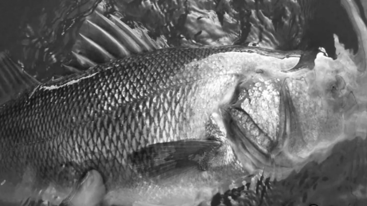 Sea Bass