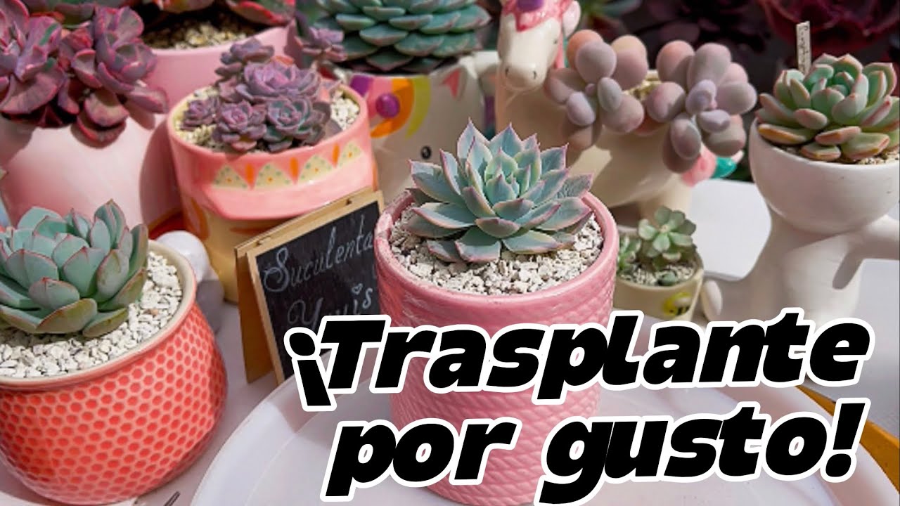 Trasplante de suculentas de ensueño 😍