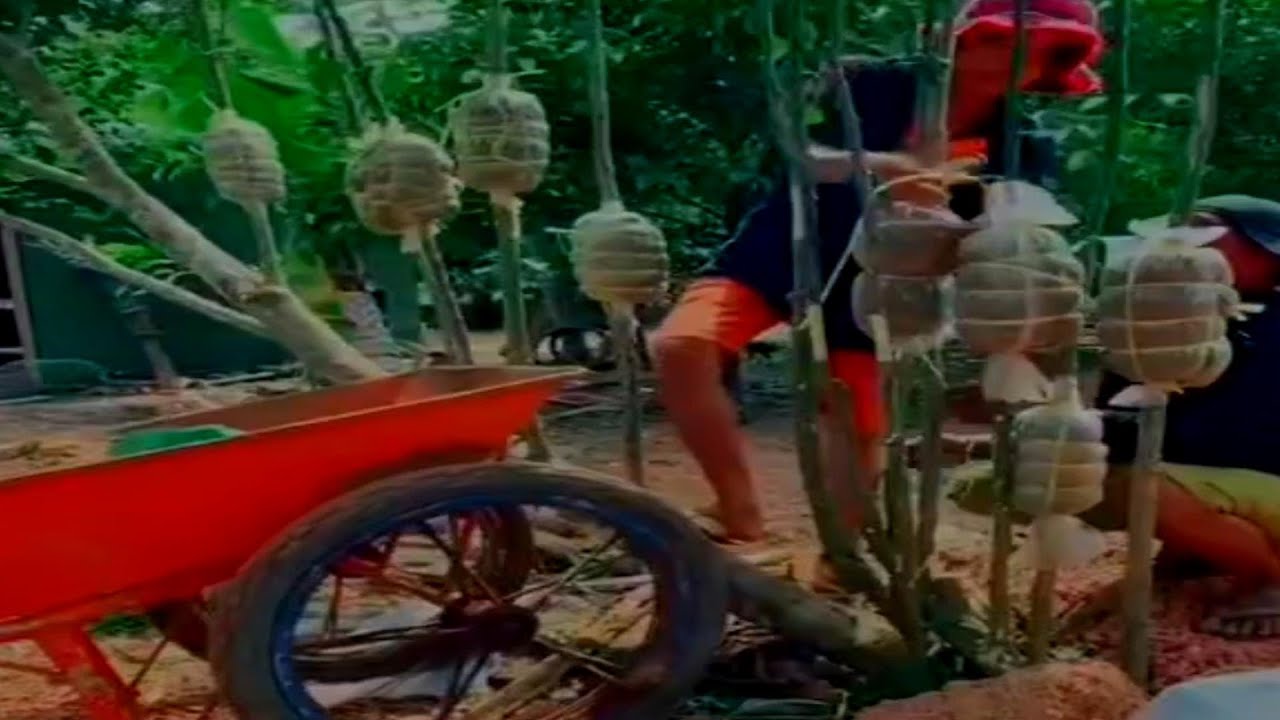 Amazing Lemon Grafting Ideas (agri cambo)